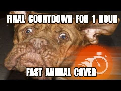 FINAL COUNTDOWN (making fast animal cover for 1 hour)