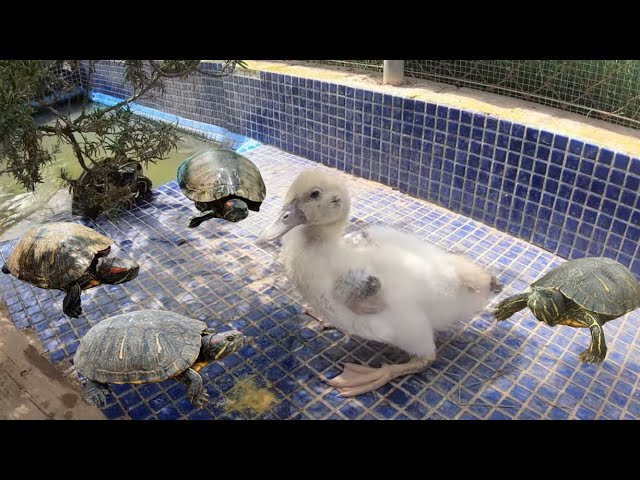 Cómo Cuidar una Tortuga de Agua? Consejos y Recomendaciones - ZooPinto