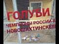 ГОЛУБИ ЧЕМПИОНЫ РОССИИ В НОВОШАХТИНСКЕ. В ГОСТЯХ У АЛЕКСАНДРА ПОПОВА.