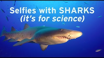 Why scientists want your shark pics | Sci NC