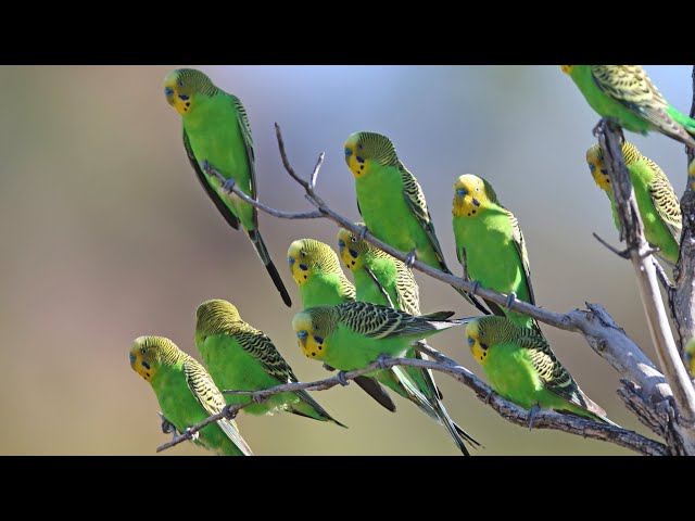 Budgerigar flocks class=