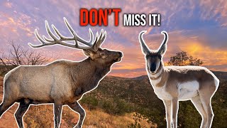 The BEST ELK STATE? | How to Hunt Elk &amp; Pronghorn in Arizona (2023 Application Strategy)
