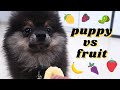 ADORABLE PUPPY tries FRUIT for the FIRST TIME!! *so cute*