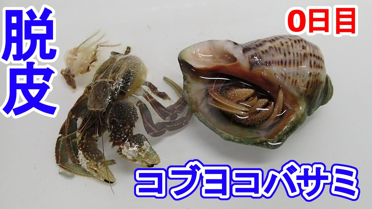 ヤドカリの脱皮 Part1 0日目 Hermit Crab Molting Cua ẩn Sĩ Lột Xac Cua ẩn Sĩ Rak Otshelnik コブヨコバサミ Youtube ヤドカリの脱皮 Part1 0日目 Hermit Crab Molting Cua ẩn Sĩ Lột Xac Cua ẩn Sĩ Rak Otshelnik コブヨコバサミ Youtube