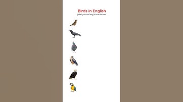 Birds Names : Learn English Vocabulary #learningenglish #englishvocabularylearning #english #birds