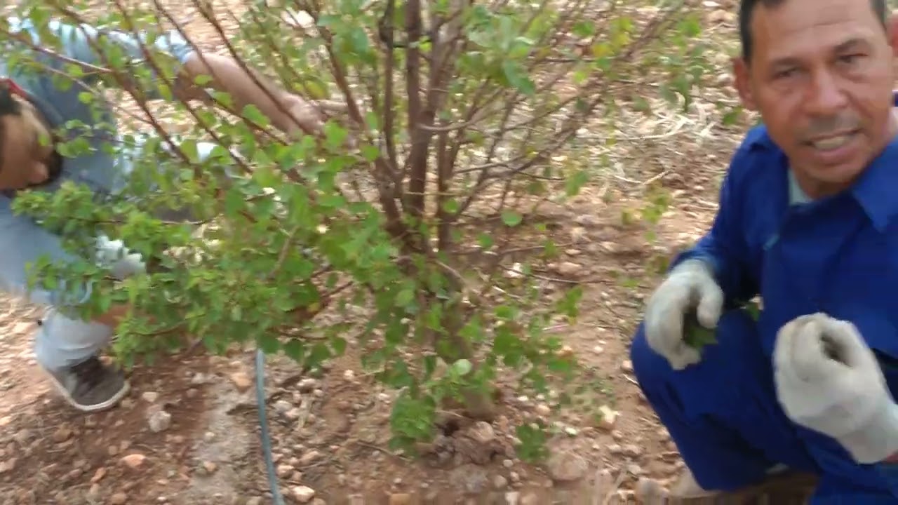 تقليم الخروب والبرتقال بمنطقة خريبكة. ماذا نزيل في الزبير الأول؟