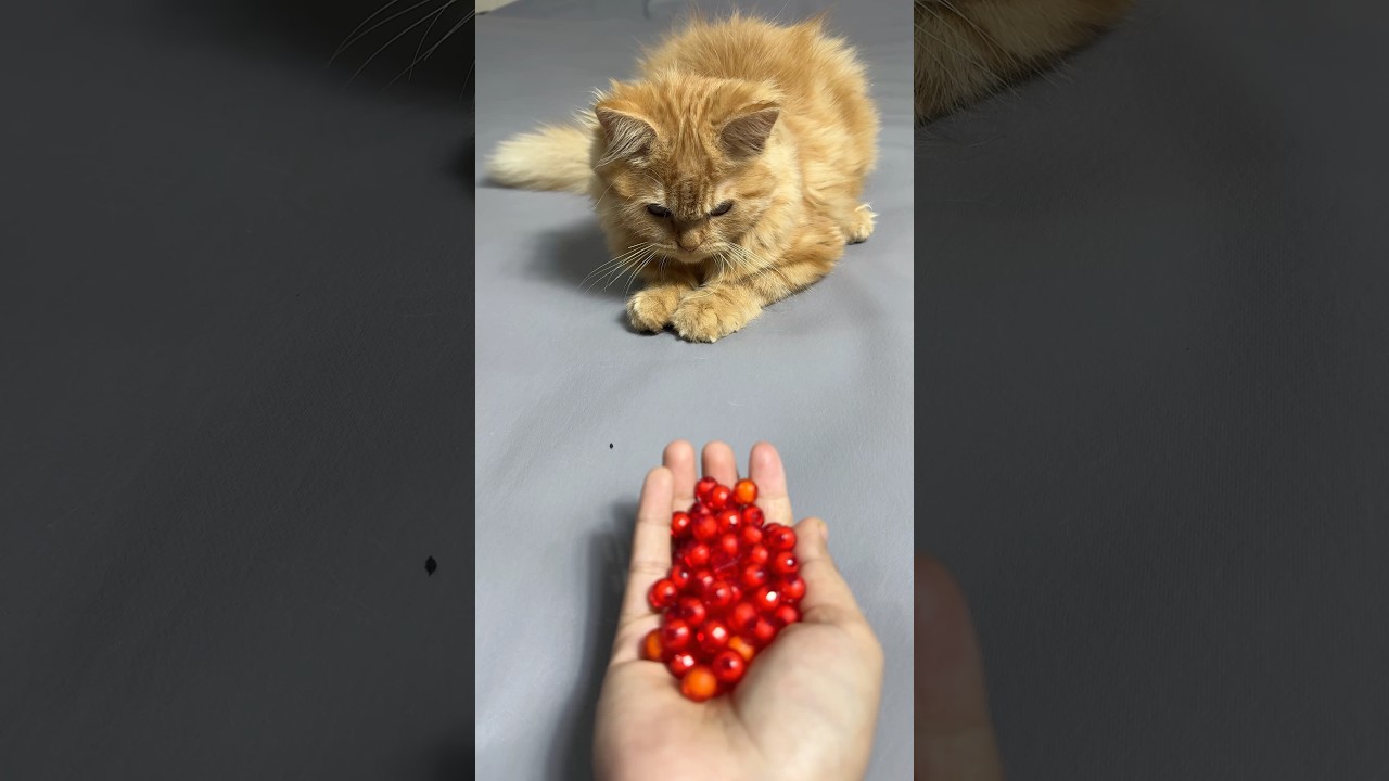 Satisfying 😻 ASMR — Reverse Cat Beads Magic 💛