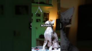 Cat Interrupts Zoom Meeting in the Funniest Way – Must-See Viral Moment"