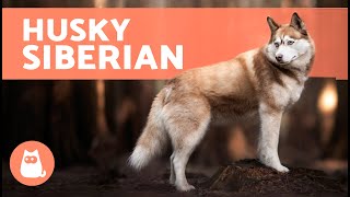 The SIBERIAN HUSKY  (Origin, Characteristics, Character and Care)