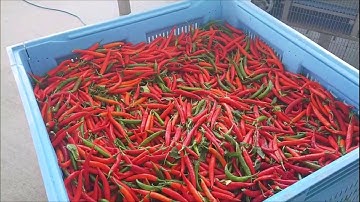 Discovery optical sorting machine for Long Red Chillies | Raytec Vision