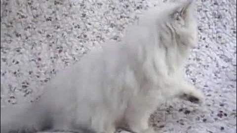 Watch the video about Chinchilla Persian Kitten Playing
