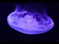 Facts: The Moon Jellyfish