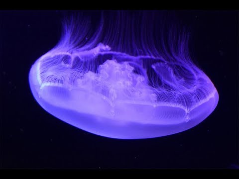 Facts: The Moon Jellyfish