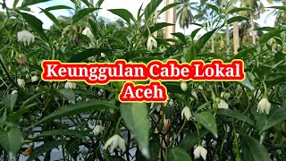 Pesona dan Keunggulan Cabe Lokal Aceh