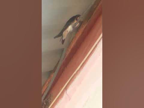 ластивка - YouTube