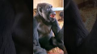 Crunchy Sweet Potatos ❤️ #Gorilla #Asmr #Mukbang #Eating