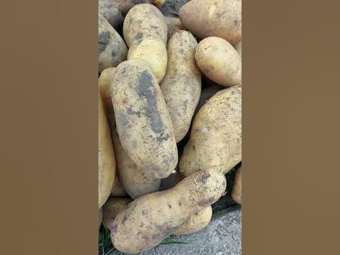 картопля Гранада - YouTube