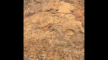 MudFossil Reptiles in NE Texas part 1