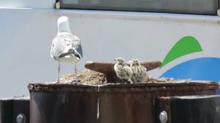 Seagull with two chicks - Pier 41