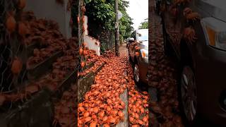 red crabs migration Australia #redcrabs #migration #australia