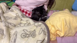 猫でも人でも団子を形成する猫 ラガマフィン