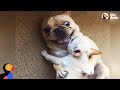 Hilarious French Bulldog Gets New Baby Brother | The Dodo