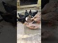 Feeding of ducks.. village pets video.#village #feedshorts #duck #views #amazing