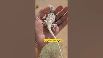 عظتني السحليه اخر المقطع 