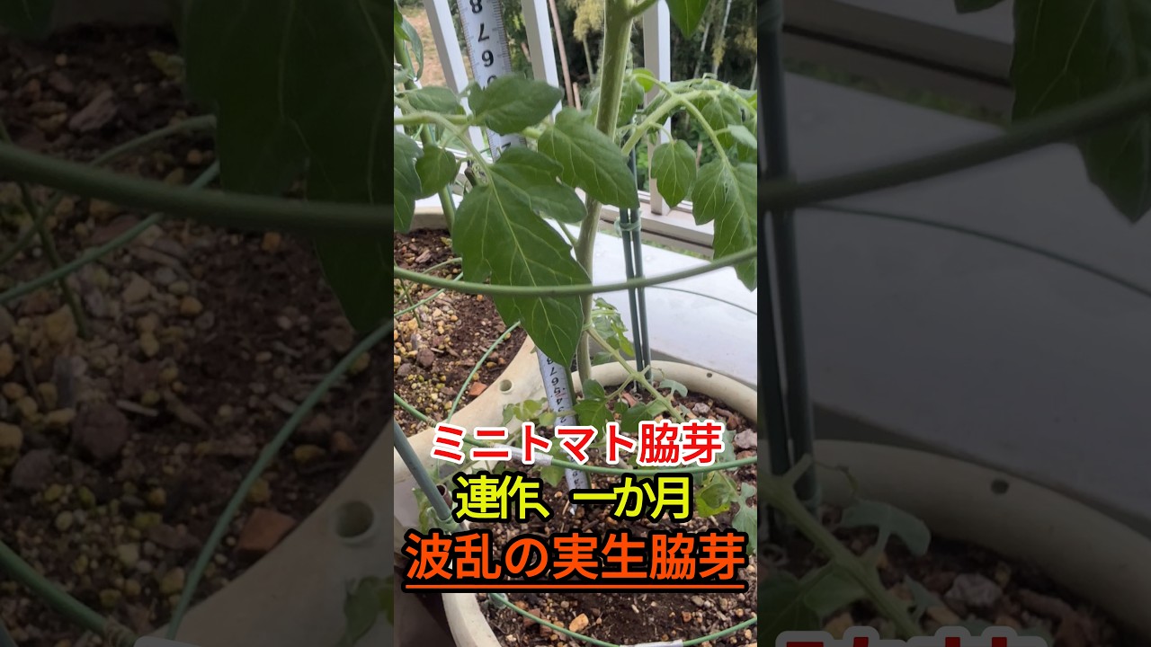 Two side shoots, one month old, with completely different