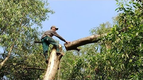 Cưa cây tràm bông vàng siêu to .Cưa cây kỹ thuật cao