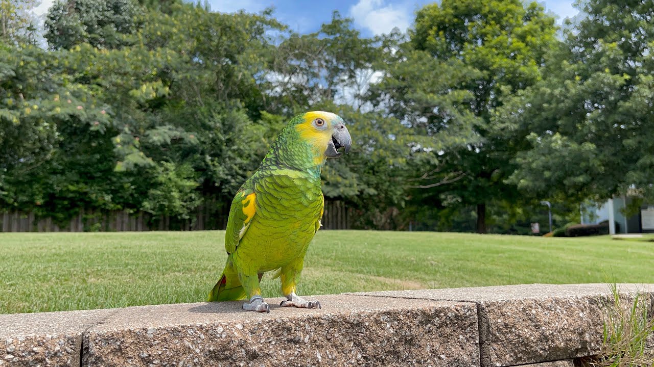 Jaco no quiere Cruzar la escalera/vicky esta muy feliz/como yo cuido amis loros/Jaco y vicky ￼