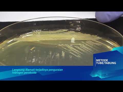 Video: Apa tes katalase dalam mikrobiologi?