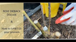 Identify and Treat Rose Dieback Disease / Remove Rose Dieback Disease / Sanitize Pruners