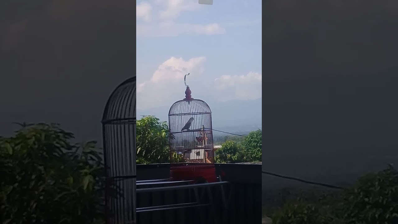 lovebird bahan belajar bunyi 