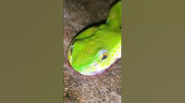 rắn lục đui đỏ cực nguy hiểm