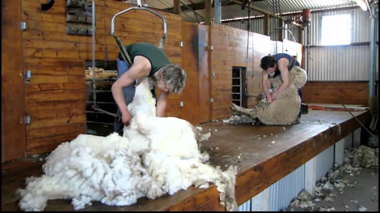 Sheep Shearing. Vic Australia. 16-10-2010 - YouTube