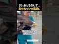 空へ帰ったワシが戻ってきた理由