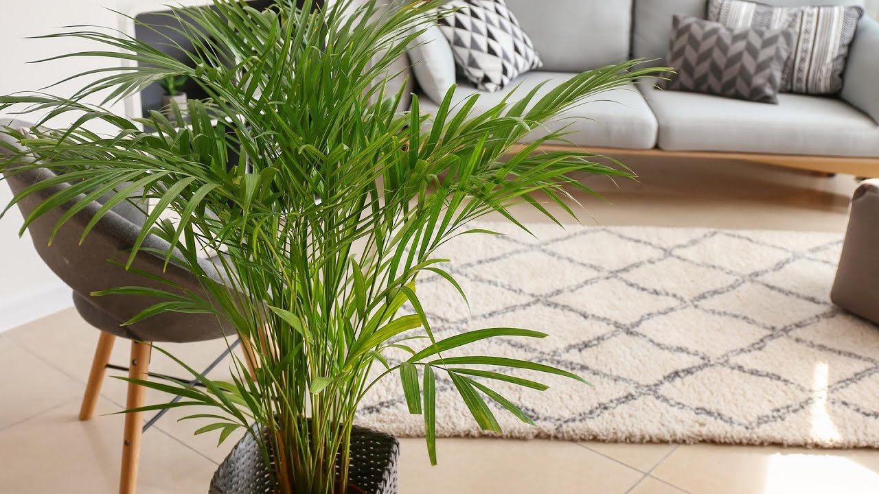 8 Houseplants That Can Help Clean Indoor Air | Genius Life Author Max Lugavere | Rachael Ray Show