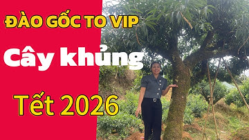 Đào to khủng gốc víp chuẩn bị ra mắt tết 2026