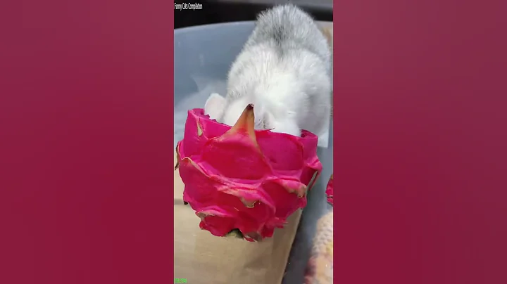 Video 11780641: funny cat talking, cat fight funny, funnycats, cute kitten