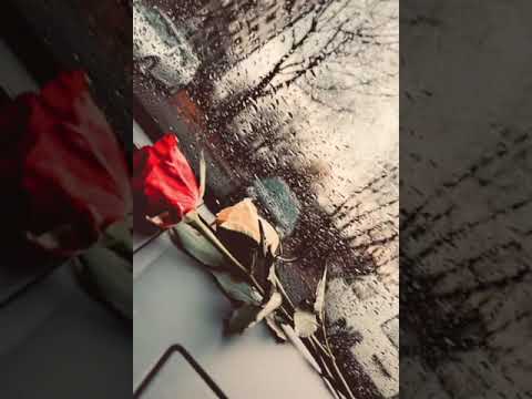 حالات واتس اب وتكتوك جديدة مع احلى مقطع رومنسي وورود ورد حب حالات مقطع حللات واتساب متابعة