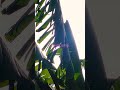 Devotional#portulaca #naturalbeauty #shortsfeed #shorts #housewifelife#morning #shortsviral#healing