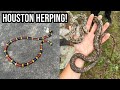 Herping Houston, Texas! Coral Snake, Copperheads, and More!