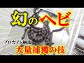 は！？こんなに捕れるの！？衝撃のシロマダラ大量捕獲技