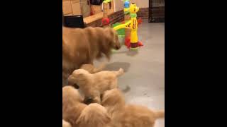 Funniest and Cutest Golden Retriever puppies ❤| Golden Retriever dogs #shorts