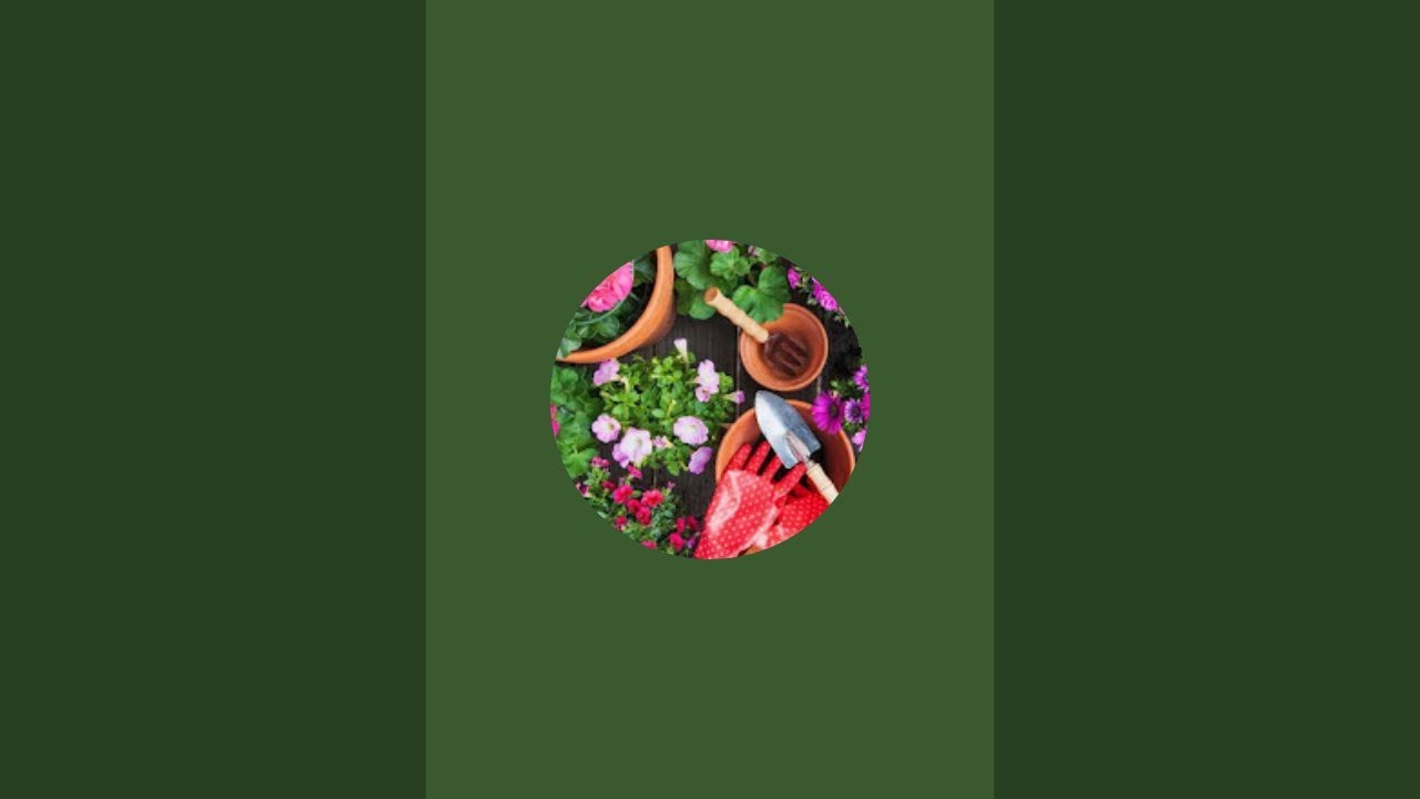 Divya Gardening is live 25; 01; 26 morning vlog 🪴🪴 - YouTube