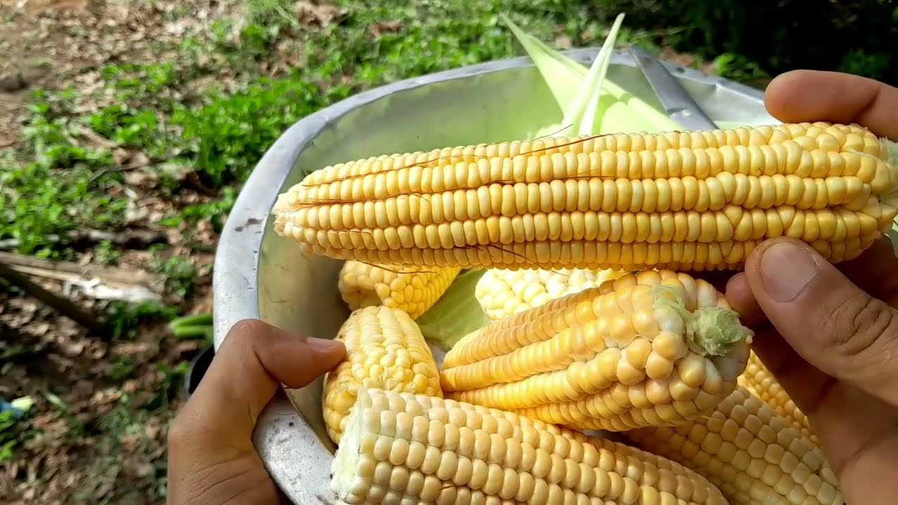 Colhendo  milho 🌽 da minha roça  / e cozinhando 