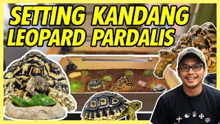 CAGE SETTING AND CARE OF LEOPARD PARDALIS TORTOISE FOR BEGINNERS!