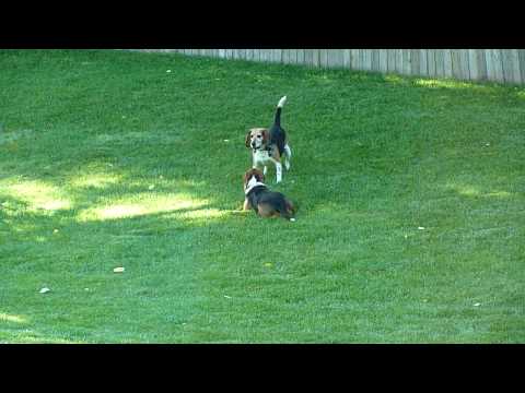 The Beagles Snoop and Sherman Play