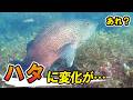 冬にハタだらけだった海底に再び潜ってみたら…